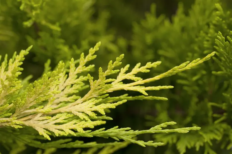 Cupressocyparis l. 'Gold Rider' 140-150   C30 POMPON - afbeelding 3