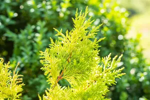 Cupressocyparis l. 'Gold Rider' 140-150   C30 POMPON - afbeelding 4