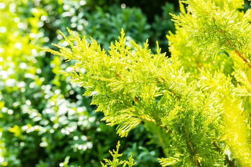 Cupressocyparis l. 'Gold Rider' 140-150   C30 POMPON - afbeelding 5