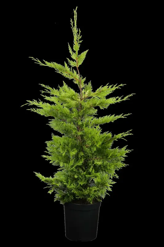 cupressocyparis l. 'gold rider' (60- 80cm) - afbeelding 2