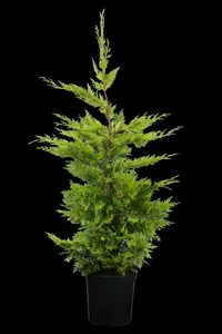 cupressocyparis l. 'gold rider' (60- 80cm) - afbeelding 2