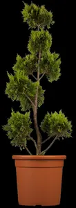 cupressocyparis l. 'gold rider' (60- 80cm) - afbeelding 3