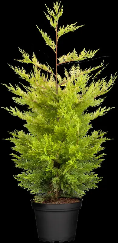 cupressocyparis l. 'gold rider' (60- 80cm) - afbeelding 4