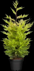 cupressocyparis l. 'gold rider' (60- 80cm) - afbeelding 4