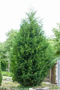 Cupressocyparis leylandii 100-125   KLUIT - afbeelding 1