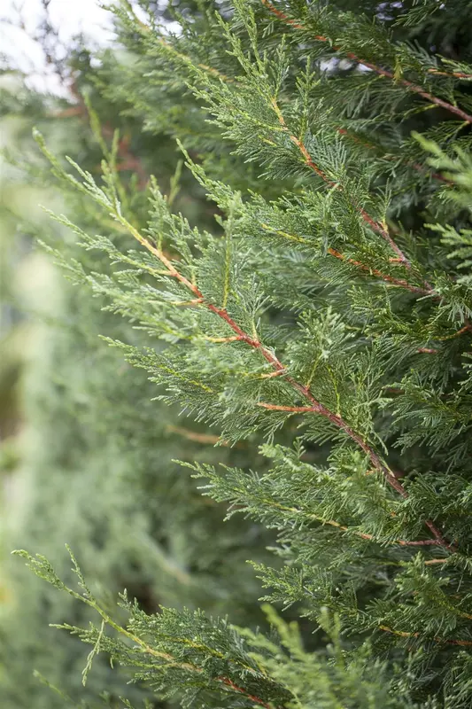 Cupressocyparis leylandii 100-125   KLUIT - afbeelding 5