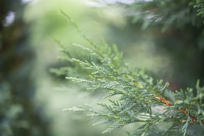 Cupressocyparis leylandii 250-300   KLUIT - afbeelding 2