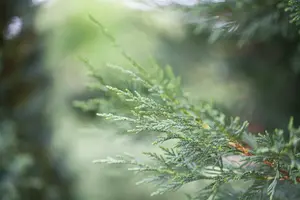 Cupressocyparis leylandii 250-300   KLUIT - afbeelding 2