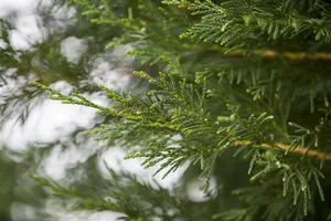 Cupressocyparis leylandii 250-300   KLUIT - afbeelding 3