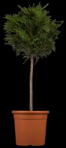 cupressocyparis leylandii (350-400 cm) - afbeelding 5