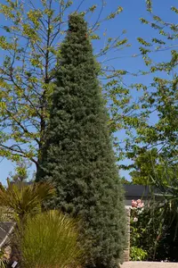cupressus arizonica 'fastigiata' (175-200 cm) - afbeelding 4