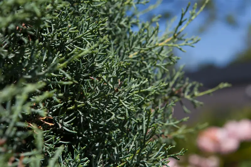 cupressus arizonica 'fastigiata' (175-200 cm) - afbeelding 5