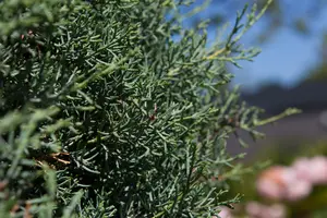 cupressus arizonica 'fastigiata' (175-200 cm) - afbeelding 5