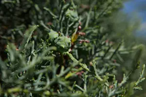 cupressus arizonica 'fastigiata' (175-200 cm) - afbeelding 3