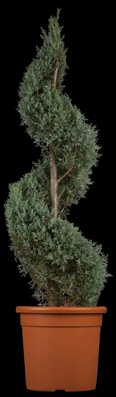 cupressus arizonica 'fastigiata' (175-200 cm) - afbeelding 1