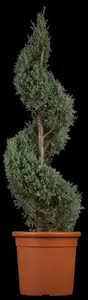 cupressus arizonica 'fastigiata' (175-200 cm) - afbeelding 5