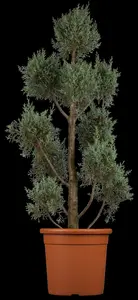 cupressus arizonica 'fastigiata' (175-200 cm) - afbeelding 2