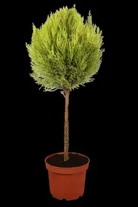 cupressus macr. 'goldcrest' (150-175 cm) - afbeelding 5