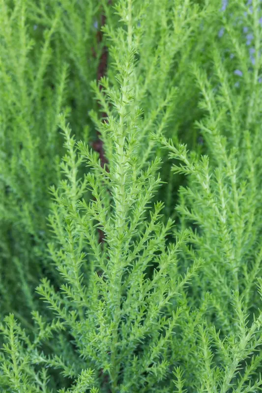 cupressus macr. 'goldcrest' (150-175 cm) - afbeelding 5