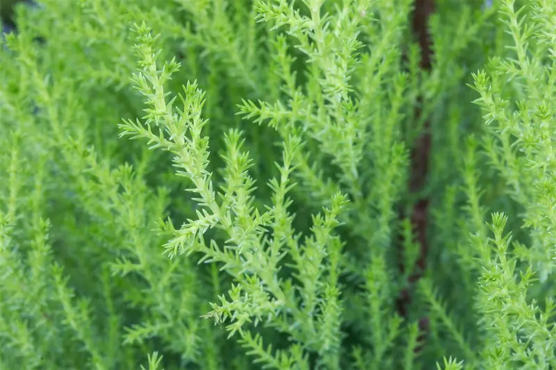 cupressus macr. 'goldcrest' (150-175 cm) - afbeelding 4