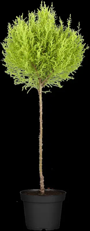 cupressus macr. 'goldcrest' (150-175 cm) - afbeelding 3
