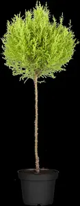 cupressus macr. 'goldcrest' (150-175 cm) - afbeelding 3
