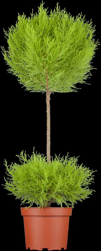 cupressus macr. 'goldcrest' (150-175 cm) - afbeelding 2
