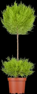 cupressus macr. 'goldcrest' (150-175 cm) - afbeelding 2