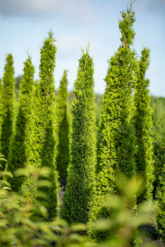 cupressus semperv. 'stricta' (pyramidalis) (150-175 cm)