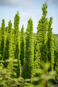 cupressus semperv. 'stricta' (pyramidalis) (150-175 cm)