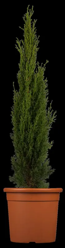 cupressus semperv. 'totem' (175-200 cm) - afbeelding 1