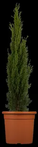 cupressus semperv. 'totem' (175-200 cm) - afbeelding 3