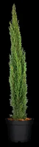 cupressus semperv. 'totem' (175-200 cm) - afbeelding 2