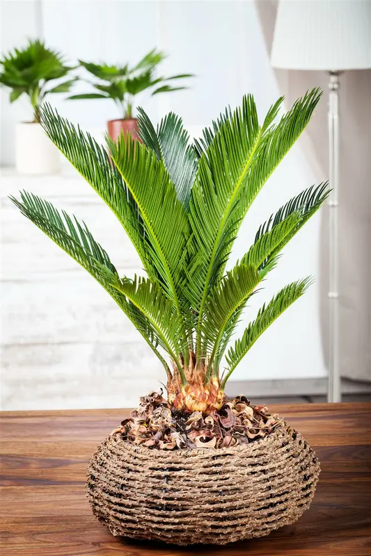 Cycas revoluta STAM/ 40-50 C - afbeelding 4