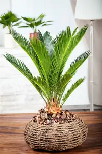 Cycas revoluta STAM/ 40-50 C - afbeelding 4
