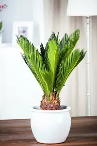 Cycas revoluta STAM/ 40 C - afbeelding 3