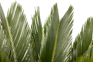 Cycas revoluta STAM/ 40 C - afbeelding 2