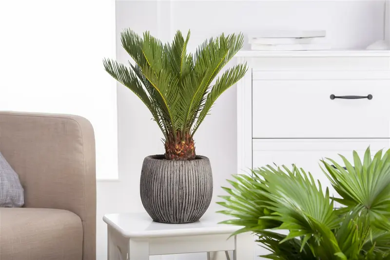 Cycas revoluta STAM/ 40 C - afbeelding 5