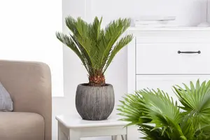 Cycas revoluta STAM/ 40 C - afbeelding 5