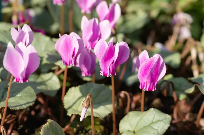 Cyclamen hed. 'Silver Leaf Rose' P9