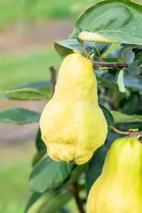 Cydonia obl. 'Champion' 300-350   C130 MRST - afbeelding 3