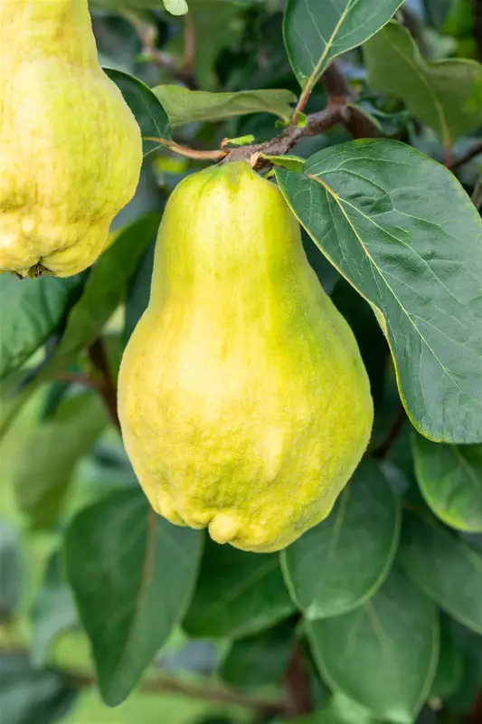 Cydonia obl. 'Champion' 300-350   C130 MRST - afbeelding 4