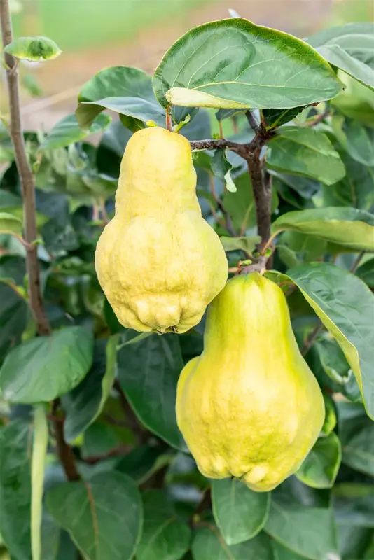 Cydonia obl. 'Champion' 300-350   C130 MRST - afbeelding 2