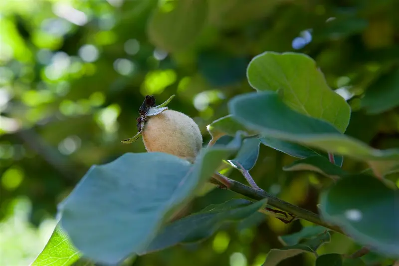 Cydonia obl. 'Champion' 300-350   C130 MRST - afbeelding 1