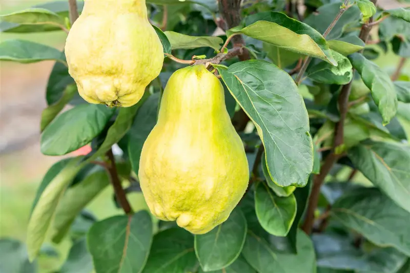 Cydonia obl. 'Champion' 300-350   C130 MRST - afbeelding 5