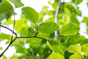 Cydonia obl. 'Vranja' 125-150   C12 - afbeelding 2