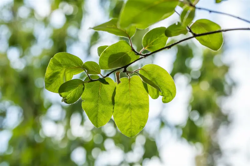 Cydonia obl. 'Vranja' 125-150   C12 - afbeelding 3