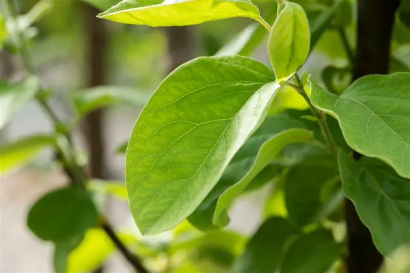 Cydonia obl. 'Vranja' HOOGST.  BW (8/10) - afbeelding 1