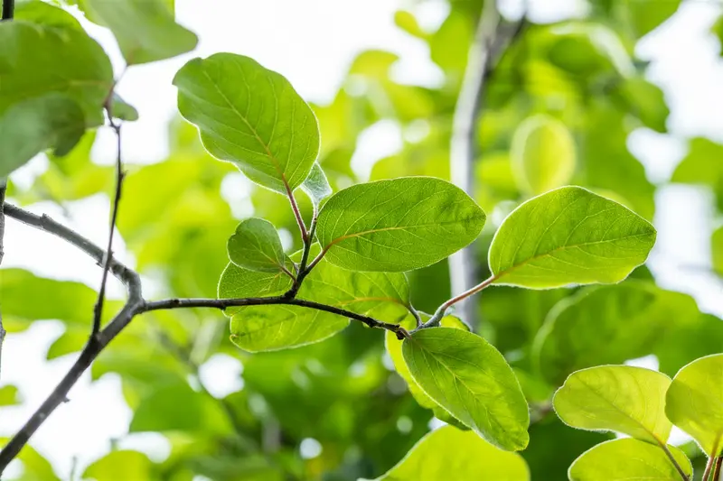 Cydonia obl. 'Vranja' HOOGST.  BW (8/10) - afbeelding 2