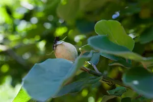 Cydonia oblonga 125-150   C12 - afbeelding 4